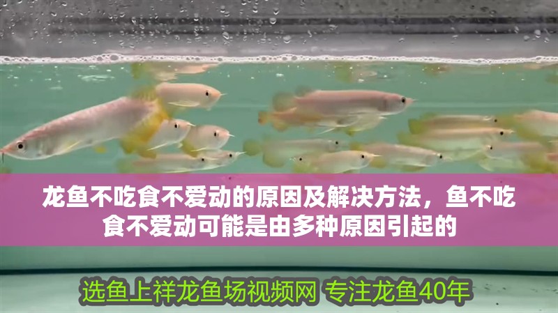 龍魚不吃食不愛動的原因及解決方法，魚不吃食不愛動可能是由多種原因引起的