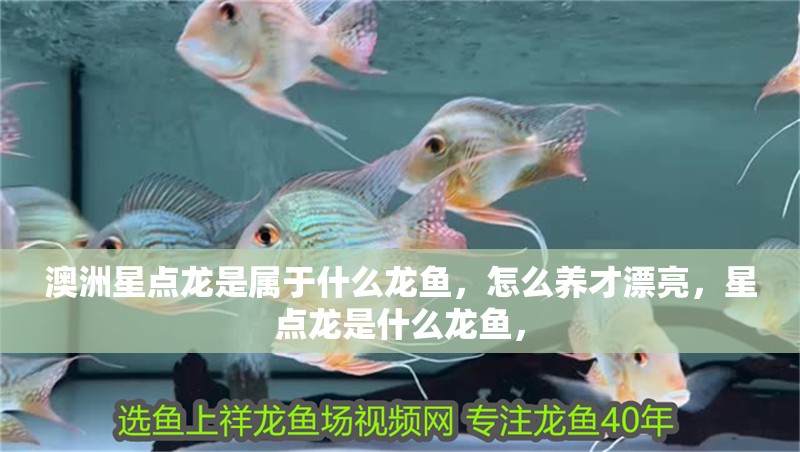 澳洲星點龍是屬于什么龍魚，怎么養才漂亮，星點龍是什么龍魚，