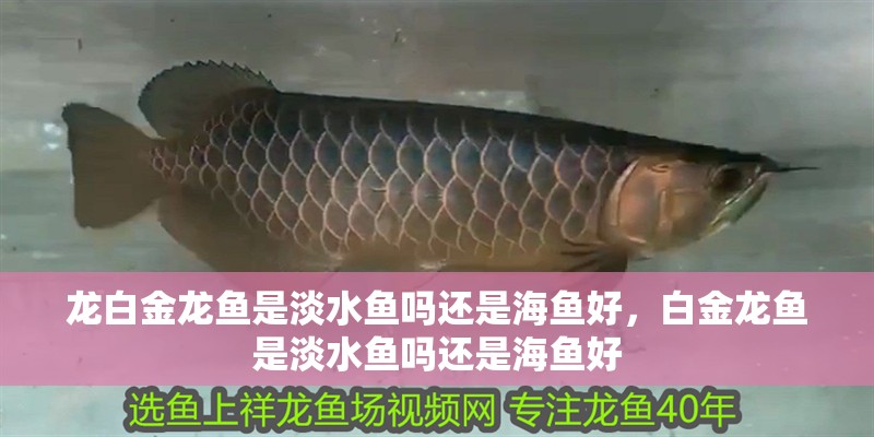龍白金龍魚是淡水魚嗎還是海魚好，白金龍魚是淡水魚嗎還是海魚好