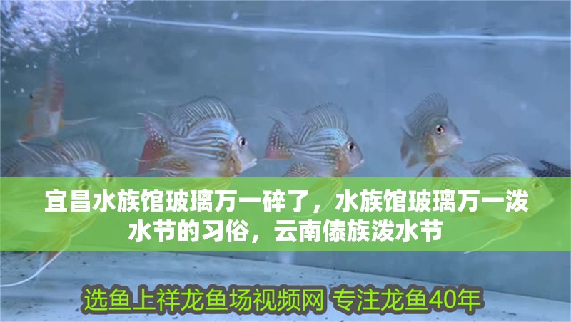 <strong><mark>宜昌</mark></strong>水族館玻璃萬一碎了，水族館玻璃萬一潑水節的習俗，云南傣族潑水節