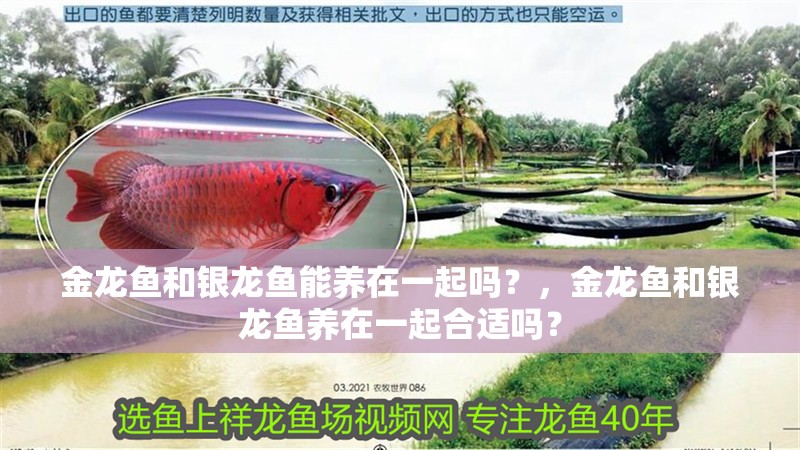 金龍魚和銀龍魚能養在一起嗎？，金龍魚和銀龍魚養在一起合適嗎？ 金龍魚和銀龍魚能養在一起嗎？，金龍魚和銀龍魚養在一起合適嗎？ 觀賞魚百科 第2張