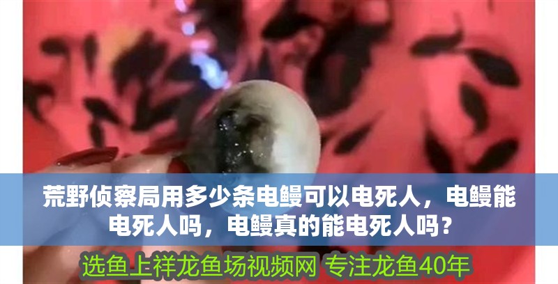 荒野偵察局用多少條電鰻可以電死人，電鰻能電死人嗎，電鰻真的能電死人嗎？