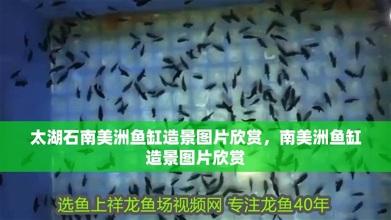 太湖石南美洲魚缸造景圖片欣賞，南美洲魚缸造景圖片欣賞 太湖石南美洲魚缸造景圖片欣賞，南美洲魚缸造景圖片欣賞 觀賞魚百科