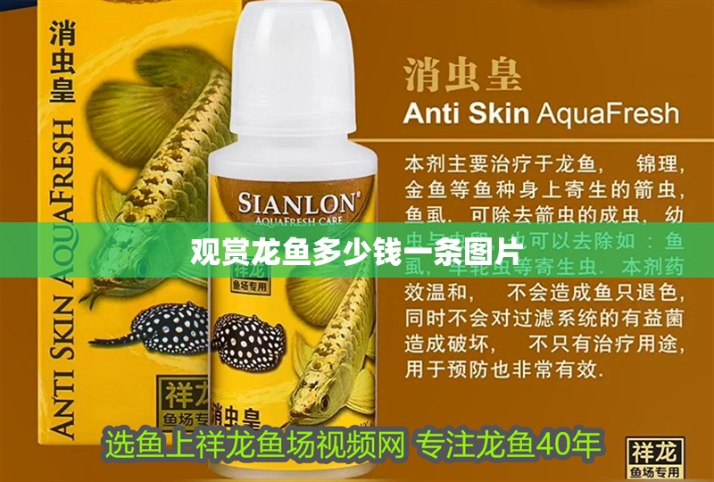 觀賞龍魚多少錢一條圖片