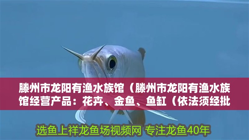 滕州市龍陽有漁水族館（滕州市龍陽有漁水族館經營產品：花卉、金魚、魚缸（依法須經批準的項目）） 滕州市龍陽有漁水族館（滕州市龍陽有漁水族館經營產品：花卉、金魚、魚缸（依法須經批準的項目）） 觀賞魚百科 第1張