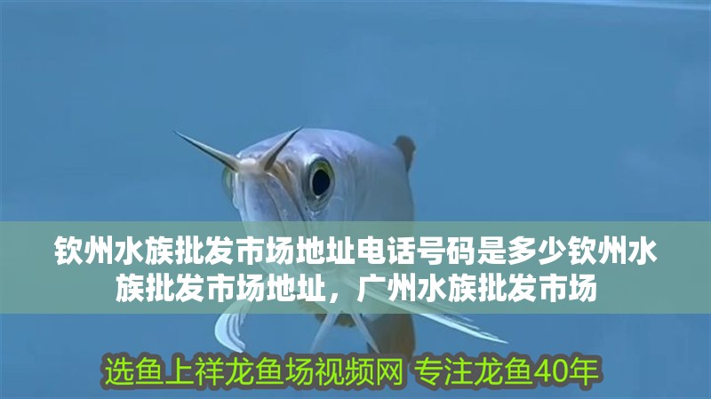 欽州水族批發市場地址電話號碼是多少欽州水族批發市場地址，廣州水族批發市場