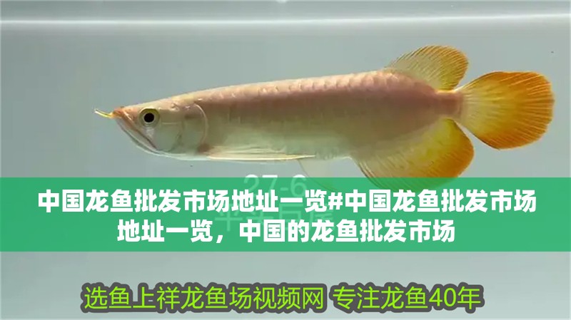 中國龍魚批發市場地址一覽#中國龍魚批發市場地址一覽，中國的龍魚批發市場