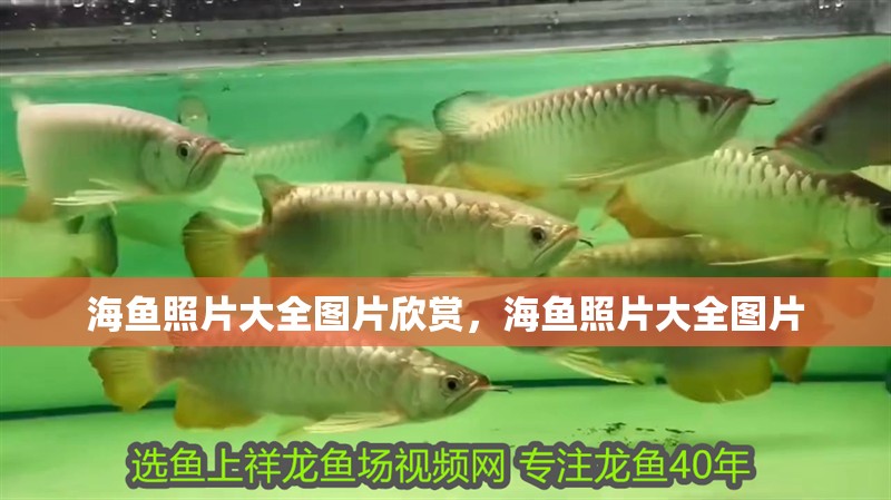 海魚照片大全圖片欣賞，海魚照片大全圖片