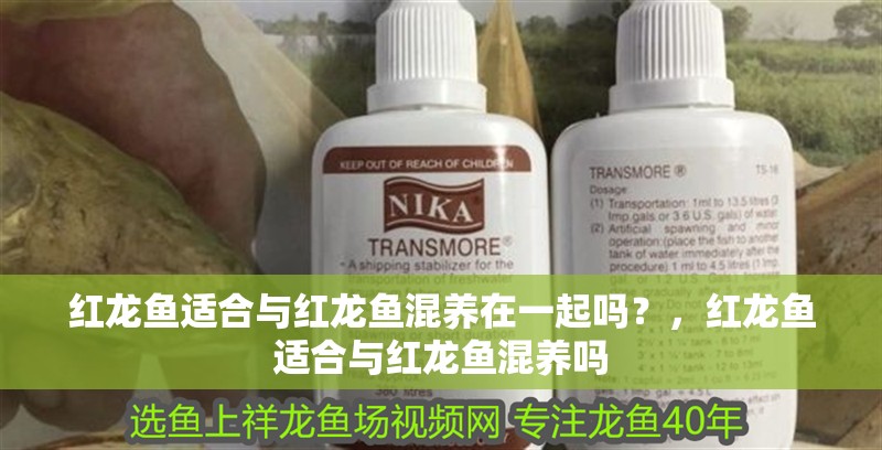 紅龍魚適合與紅龍魚混養在一起嗎？，紅龍魚適合與紅龍魚混養嗎 紅龍魚適合與紅龍魚混養在一起嗎？，紅龍魚適合與紅龍魚混養嗎 觀賞魚百科