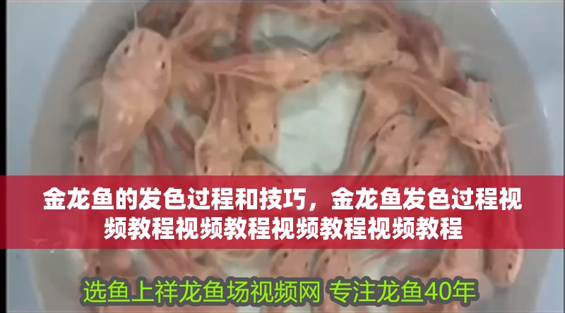 金龍魚的發色過程和技巧，金龍魚發色過程視頻教程視頻教程視頻教程視頻教程