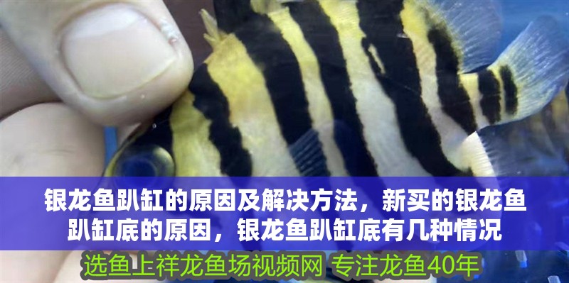 銀龍魚趴缸的原因及解決方法，新買的銀龍魚趴缸底的原因，銀龍魚趴缸底有幾種情況 銀龍魚趴缸的原因及解決方法，新買的銀龍魚趴缸底的原因，銀龍魚趴缸底有幾種情況 觀賞魚百科 第2張