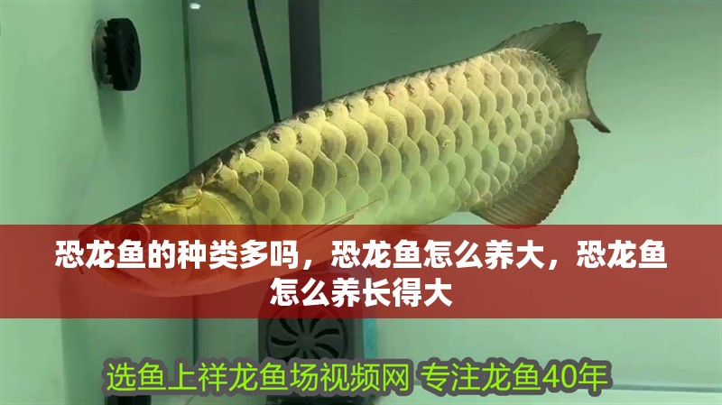 恐龍魚的種類多嗎，恐龍魚怎么養大，恐龍魚怎么養長得大