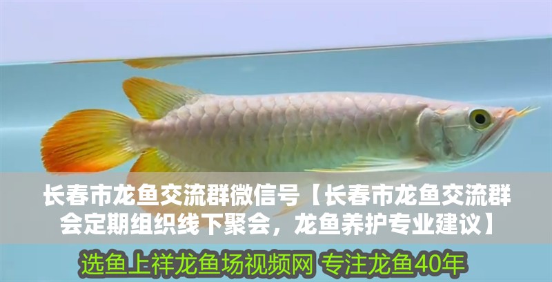 長春市龍魚交流群微信號【長春市龍魚交流群會定期組織線下聚會，龍魚養護專業建議】