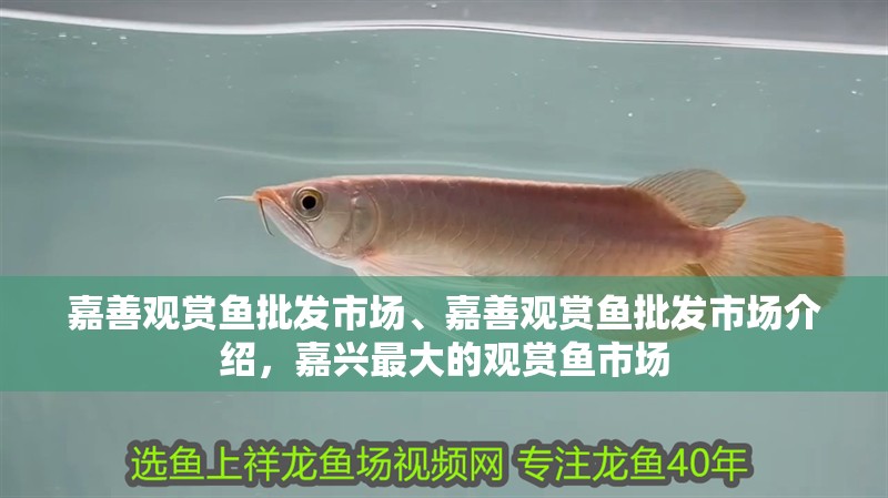 龍魚怕什么 嘉善觀賞魚批發市場、嘉善觀賞魚批發市場介紹,嘉興最大的觀賞魚市場 觀賞魚百科 嘉善觀賞魚批發市場、嘉善觀賞魚批發市場介紹,嘉興最大的觀賞魚市場 嘉善觀賞魚批發市場、嘉善觀賞魚批發市場介紹,嘉興最大的觀賞魚市場 觀賞魚百科