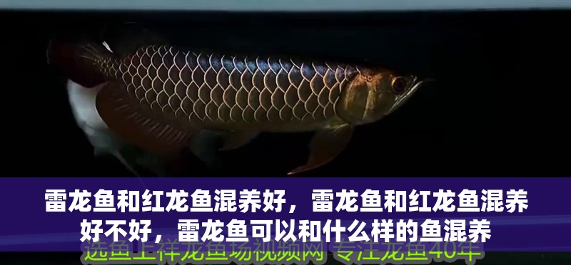 雷龍魚和紅龍魚混養好，雷龍魚和紅龍魚混養好不好，雷龍魚可以和什么樣的魚混養