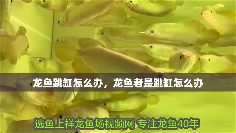 龍魚跳缸怎么辦，龍魚老是跳缸怎么辦