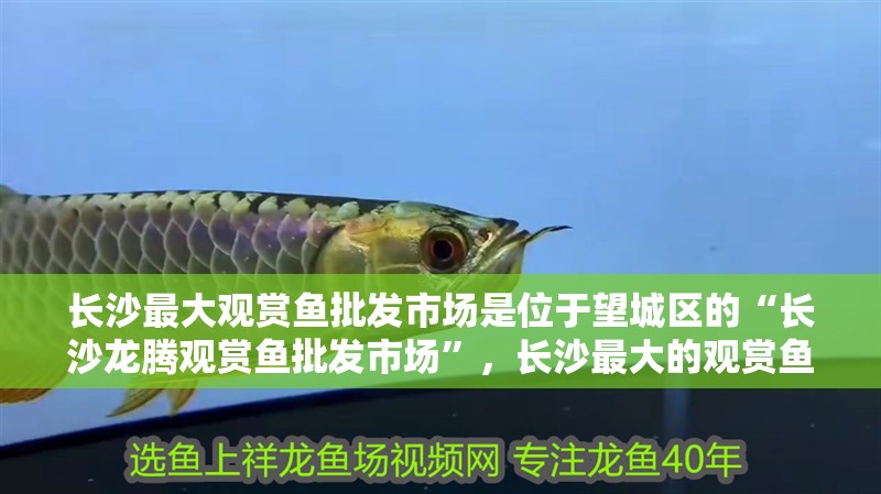 長沙最大觀賞魚批發市場是位于望城區的“長沙龍騰觀賞魚批發市場”,長沙最大的觀賞魚批發市場 觀賞魚百科 第2張 長沙最大觀賞魚批發市場是位于望城區的“長沙龍騰觀賞魚批發市場”,長沙最大的觀賞魚批發市場 長沙最大觀賞魚批發市場是位于望城區的“長沙龍騰觀賞魚批發市場”,長沙最大的觀賞魚批發市場 觀賞魚百科 第2張