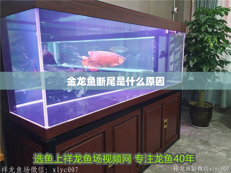 金龍魚斷尾是什么原因 金龍魚斷尾是什么原因 龍魚百科 第2張