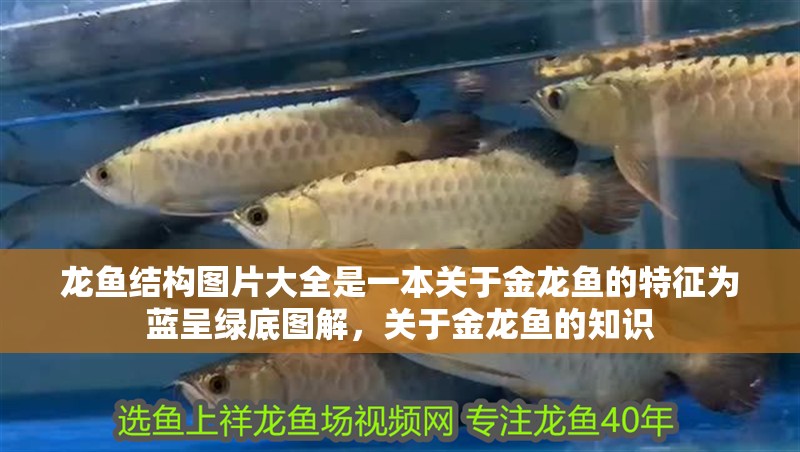 龍魚結構圖片大全是一本關于金龍魚的特征為藍呈綠底圖解，關于金龍魚的知識
