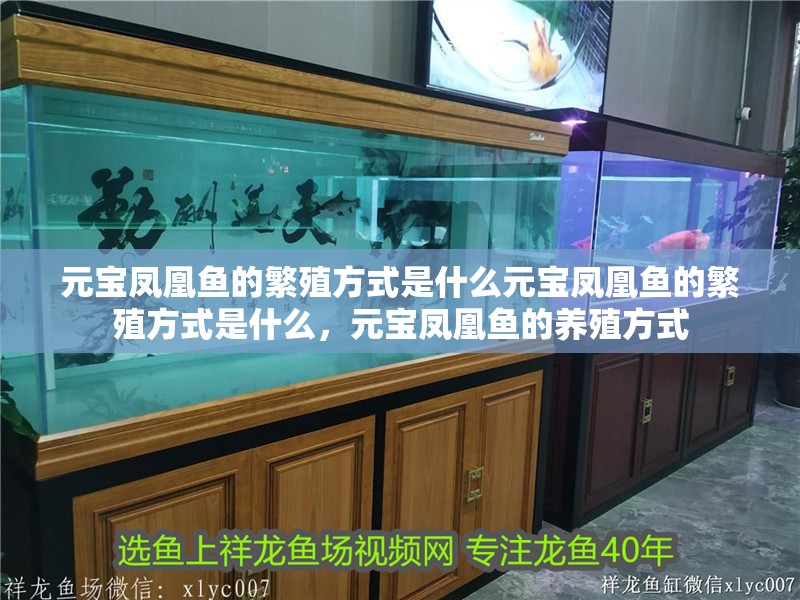 元寶鳳凰魚的繁殖方式是什么元寶鳳凰魚的繁殖方式是什么，元寶鳳凰魚的養(yǎng)殖方式