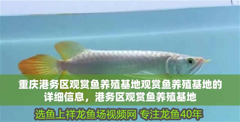 重慶港務(wù)區(qū)觀賞魚養(yǎng)殖基地觀賞魚養(yǎng)殖基地的詳細(xì)信息，港務(wù)區(qū)觀賞魚養(yǎng)殖基地 重慶港務(wù)區(qū)觀賞魚養(yǎng)殖基地觀賞魚養(yǎng)殖基地的詳細(xì)信息，港務(wù)區(qū)觀賞魚養(yǎng)殖基地 觀賞魚百科 第1張