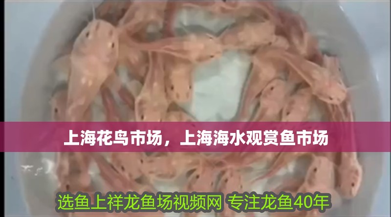 上海花鳥市場，上海海水觀賞魚市場 上海花鳥市場，上海海水觀賞魚市場 觀賞魚百科 第2張