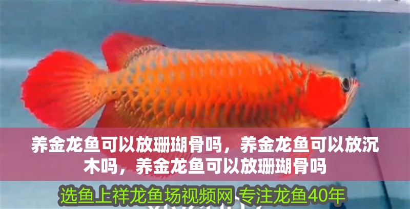 養金龍魚可以放珊瑚骨嗎，養金龍魚可以放沉木嗎，養金龍魚可以放珊瑚骨嗎