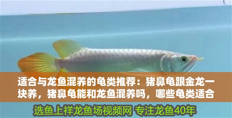 適合與龍魚混養的龜類推薦：豬鼻龜跟金龍一塊養，豬鼻龜能和龍魚混養嗎，哪些龜類適合與龍魚混養？