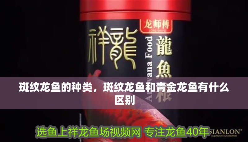 斑紋龍魚的種類，斑紋龍魚和青金龍魚有什么區別