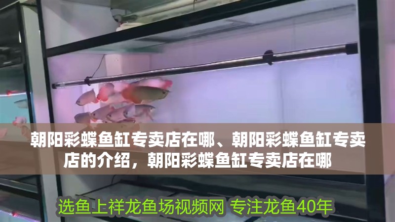 朝陽彩蝶魚缸專賣店在哪、朝陽彩蝶魚缸專賣店的介紹，朝陽彩蝶魚缸專賣店在哪