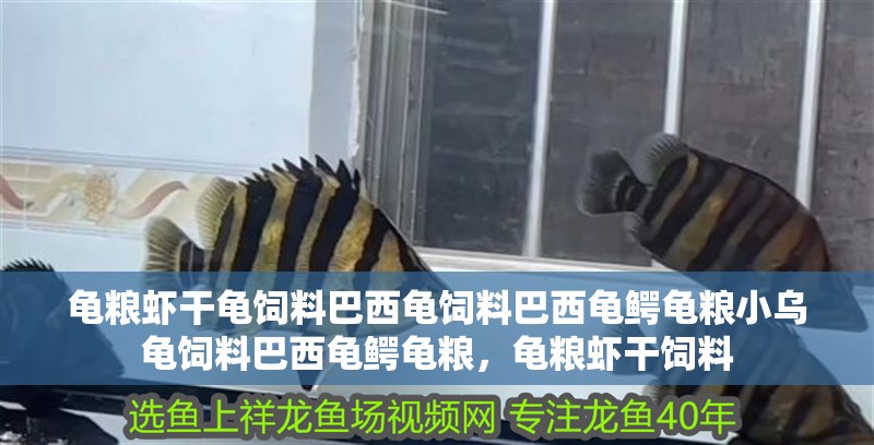 龜糧蝦干龜飼料巴西龜飼料巴西龜鱷龜糧小烏龜飼料巴西龜鱷龜糧，龜糧蝦干飼料 龜糧蝦干龜飼料巴西龜飼料巴西龜鱷龜糧小烏龜飼料巴西龜鱷龜糧，龜糧蝦干飼料 觀賞魚百科 第2張