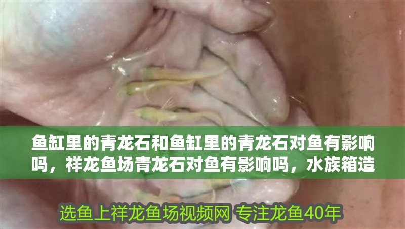 魚缸里的青龍石和魚缸里的青龍石對魚有影響嗎，祥龍魚場青龍石對魚有影響嗎，水族箱造景石的種類