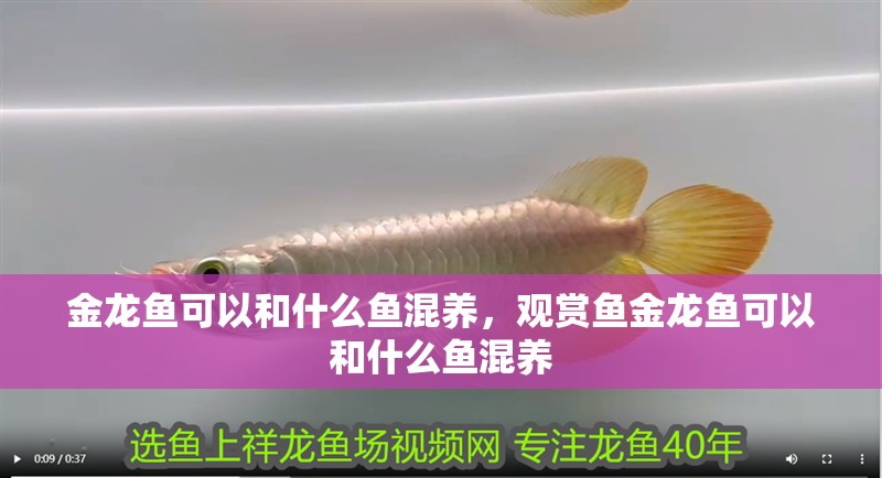金龍魚可以和什么魚混養(yǎng)，觀賞魚金龍魚可以和什么魚混養(yǎng)