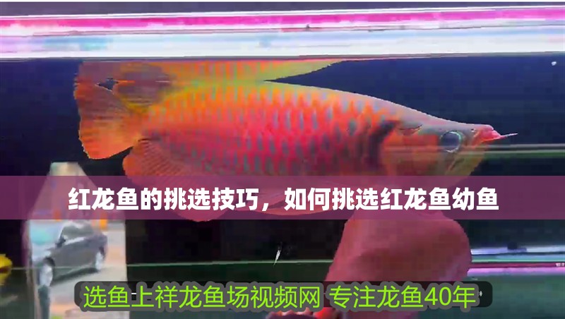 紅龍魚的挑選技巧,如何挑選紅龍魚幼魚 觀賞魚百科 第1張 紅龍魚的挑選技巧,如何挑選紅龍魚幼魚 紅龍魚的挑選技巧,如何挑選紅龍魚幼魚 觀賞魚百科 第1張