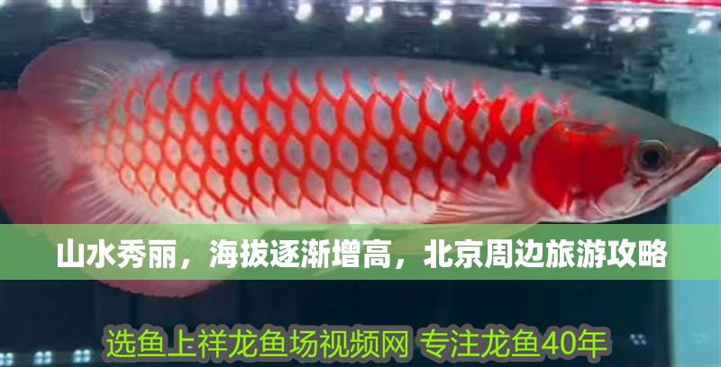 山水秀麗，海拔逐漸增高，北京周邊旅游攻略 山水秀麗，海拔逐漸增高，北京周邊旅游攻略 觀賞魚百科 第4張