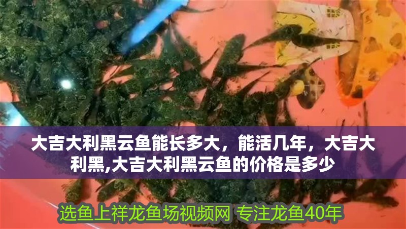 大吉大利黑云魚能長多大，能活幾年，大吉大利黑,大吉大利黑云魚的價格是多少