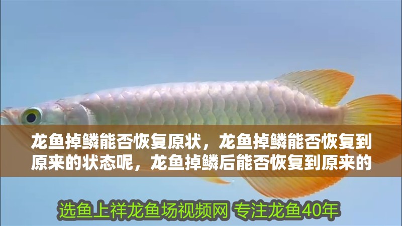 龍魚掉鱗能否恢復原狀，龍魚掉鱗能否恢復到原來的狀態呢，龍魚掉鱗后能否恢復到原來的狀態 龍魚掉鱗能否恢復原狀，龍魚掉鱗能否恢復到原來的狀態呢，龍魚掉鱗后能否恢復到原來的狀態 觀賞魚百科 第2張