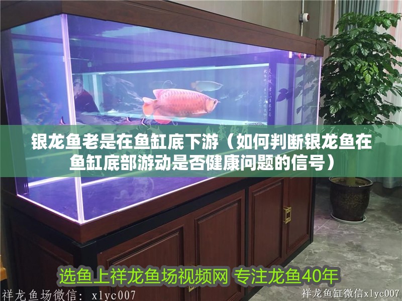 銀龍魚(yú)老是在魚(yú)缸底下游（如何判斷銀龍魚(yú)在魚(yú)缸底部游動(dòng)是否健康問(wèn)題的信號(hào)）