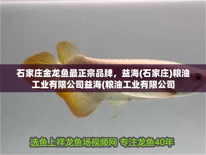 石家莊金龍魚最正宗品牌，益海(石家莊)糧油工業有限公司益海(糧油工業有限公司