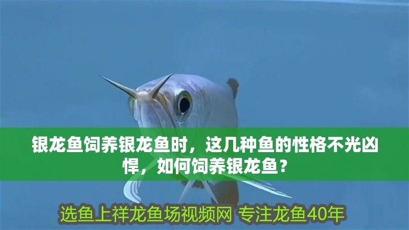 銀龍魚飼養銀龍魚時，這幾種魚的性格不光兇悍，如何飼養銀龍魚？