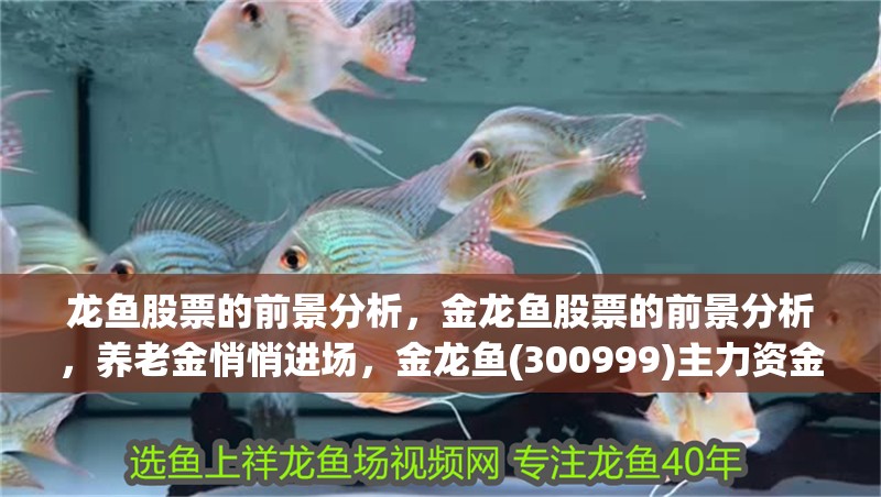 龍魚股票的前景分析，金龍魚股票的前景分析，養老金悄悄進場，金龍魚(300999)主力資金凈買入97.69萬元，背后隱藏了哪些投資機會 龍魚股票的前景分析，金龍魚股票的前景分析，養老金悄悄進場，金龍魚(300999)主力資金凈買入97.69萬元，背后隱藏了哪些投資機會 觀賞魚百科 第5張