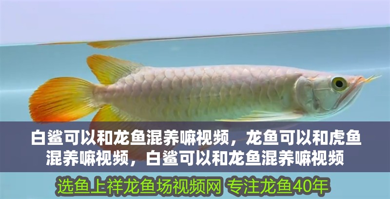 白鯊可以和龍魚混養嘛視頻，龍魚可以和虎魚混養嘛視頻，白鯊可以和龍魚混養嘛視頻
