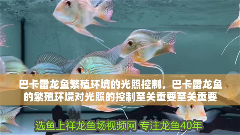 巴卡雷龍魚繁殖環境的光照控制，巴卡雷龍魚的繁殖環境對光照的控制至關重要至關重要