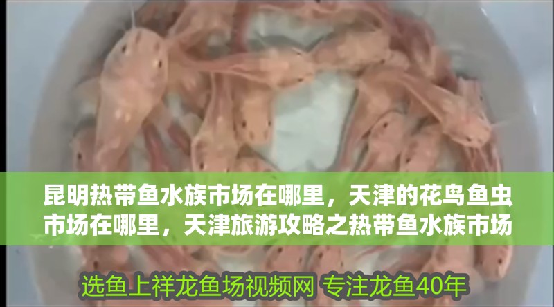 昆明熱帶魚水族市場(chǎng)在哪里，天津的花鳥魚蟲市場(chǎng)在哪里，天津旅游攻略之熱帶魚水族市場(chǎng) 昆明熱帶魚水族市場(chǎng)在哪里，天津的花鳥魚蟲市場(chǎng)在哪里，天津旅游攻略之熱帶魚水族市場(chǎng) 觀賞魚百科