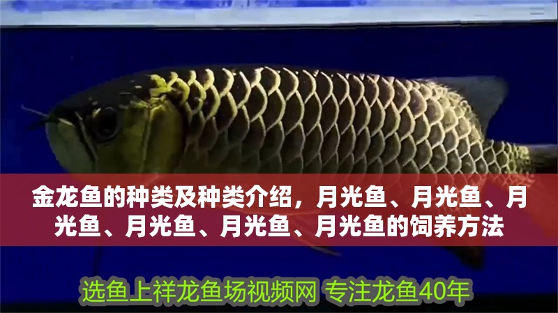 金龍魚的種類及種類介紹，月光魚、月光魚、月光魚、月光魚、月光魚、月光魚的飼養方法
