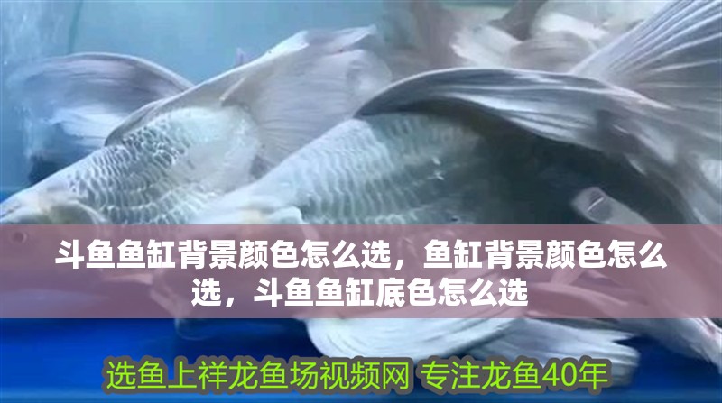 斗魚魚缸背景顏色怎么選，魚缸背景顏色怎么選，斗魚魚缸底色怎么選 斗魚魚缸背景顏色怎么選，魚缸背景顏色怎么選，斗魚魚缸底色怎么選 觀賞魚百科 第2張