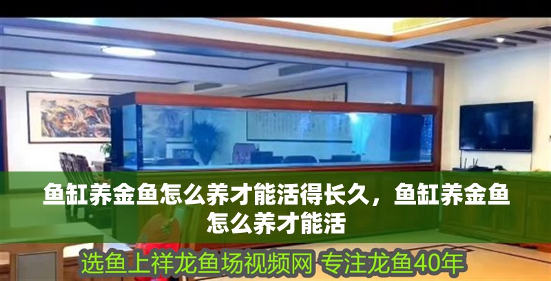 魚缸養金魚怎么養才能活得長久，魚缸養金魚怎么養才能活