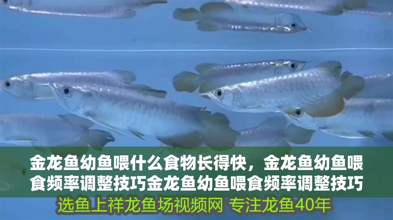 金龍魚幼魚喂什么食物長得快，金龍魚幼魚喂食頻率調整技巧金龍魚幼魚喂食頻率調整技巧 金龍魚幼魚喂什么食物長得快，金龍魚幼魚喂食頻率調整技巧金龍魚幼魚喂食頻率調整技巧 龍魚百科 第2張