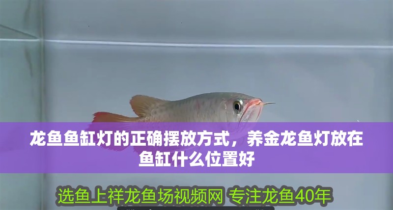 龍魚魚缸燈的正確擺放方式，養(yǎng)金龍魚燈放在魚缸什么位置好