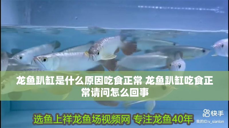 龍魚趴缸是什么原因吃食正常 龍魚趴缸吃食正常請問怎么回事